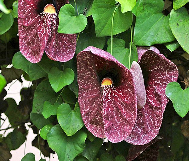 Aristolochia gigantea